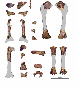 Fossil bones of Tsidiiyazhi abini. (Image: D T. Ksepka et al., 2017)